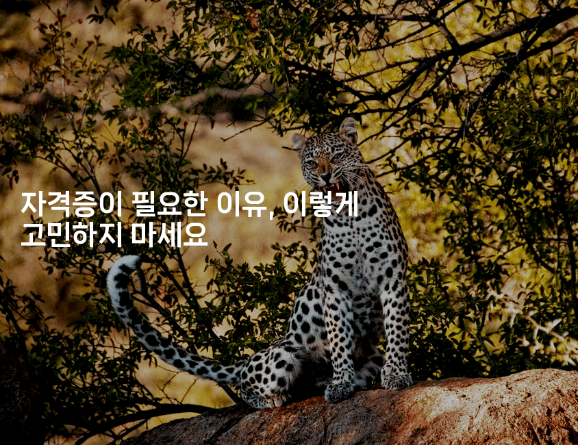 자격증이 필요한 이유, 이렇게 고민하지 마세요2-나무꼬