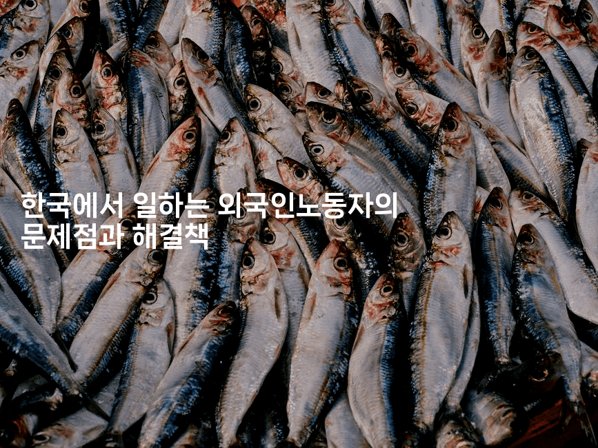 한국에서 일하는 외국인노동자의 문제점과 해결책-나무꼬