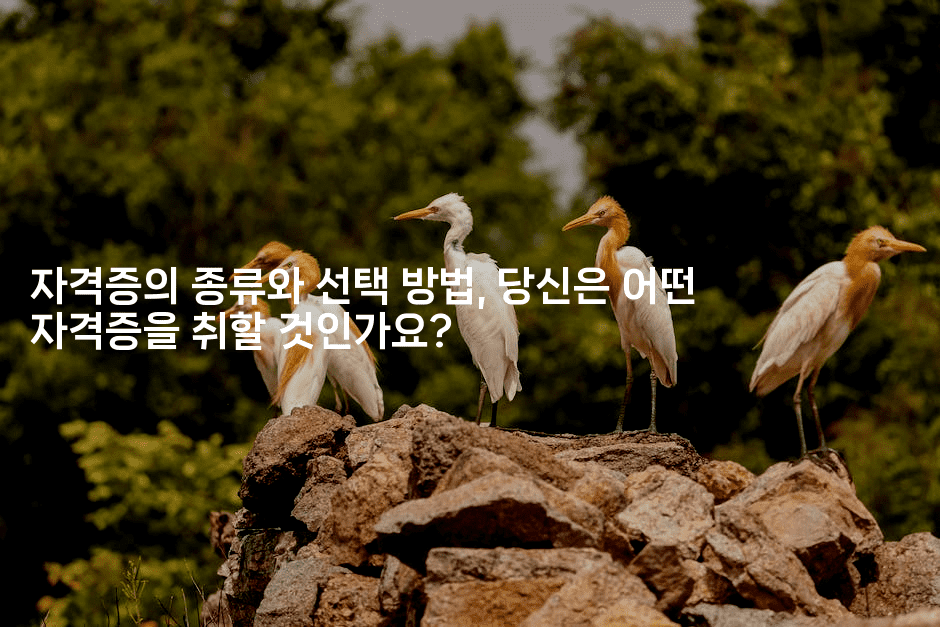 자격증의 종류와 선택 방법, 당신은 어떤 자격증을 취할 것인가요? -나무꼬